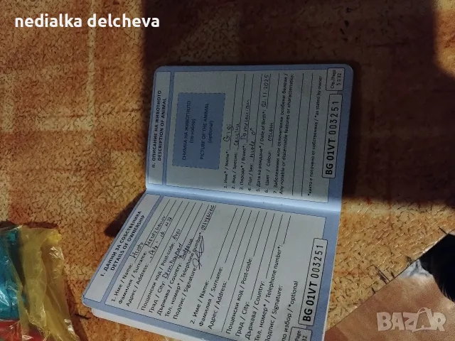 помериан продава се. , снимка 6 - Померан - 55815329
