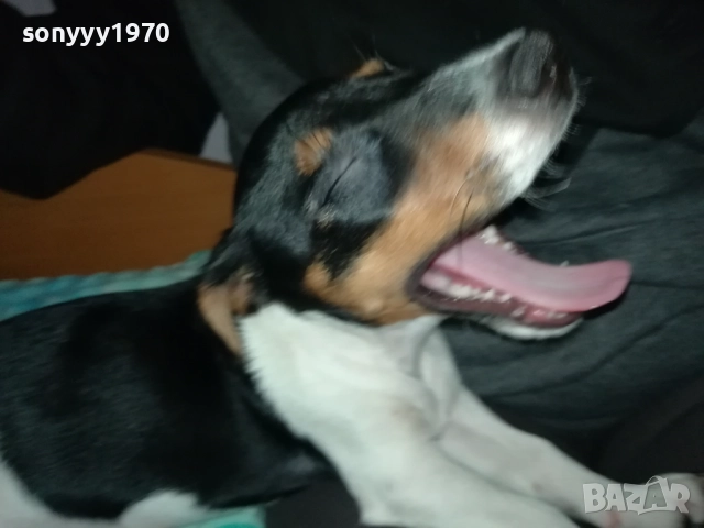 СЛАДКА КУКЛА ДЖАК РЪСЕЛ-0311250521, снимка 3 - Джак ръсел териер - 52269517