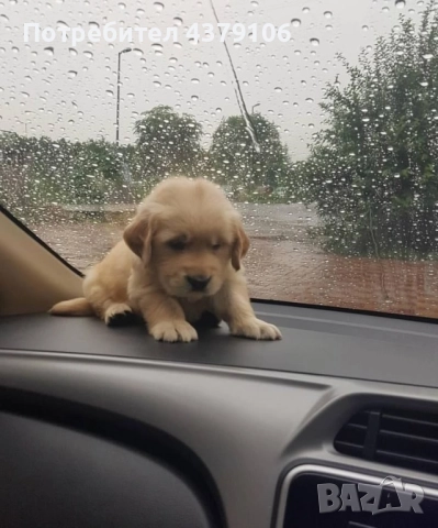 Голдън ретривър  златисто момче родословна майка, снимка 10 - Голдън ретривър - 52823551