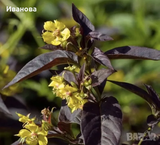 Червенолистна лизимахия, снимка 2 - Градински цветя и растения - 50370253