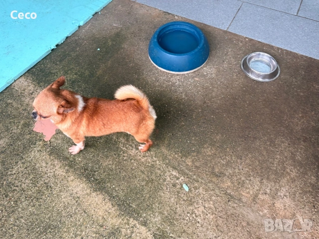 Чихуахуа , снимка 4 - Чихуахуа - 53513137