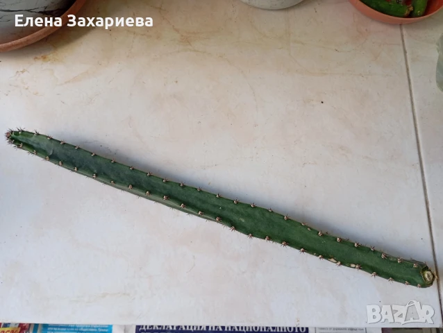 Продавам кактуси, снимка 9 - Стайни растения - 17950413