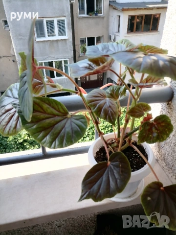 Бегония Трусарди , снимка 2 - Стайни растения - 53831428