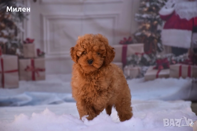 Той пудел (Toy poodle), снимка 6 - Пудели - 52534062