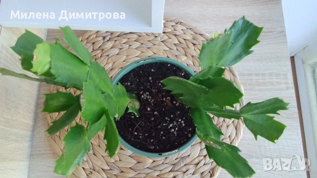 Шлумбергера ( Коледниче) цикламен, снимка 3 - Стайни растения - 52262702