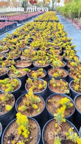 Седум  Анджелина, Sedum rupestre Angelina, снимка 11 - Градински цветя и растения - 52162046