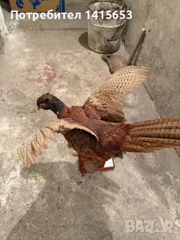 Продавам препариран фазан, снимка 4 - Други ценни предмети - 52925483