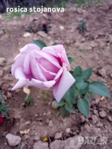 Градински храстовидни рози ,ароматни, снимка 2 - Градински цветя и растения - 33266169