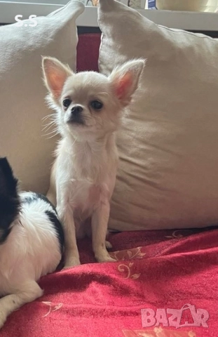 Мини чихуахуа