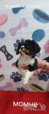 Кавалер кинг чарлз шпаньол , снимка 4 - Кавалер кинг чарлз шпаньол - 53398733