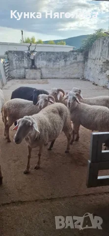 Продавам мъжки шишета