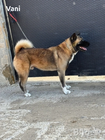 Мъжка Америкаска акита , снимка 3 - Акита - 51826673