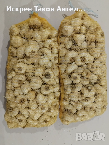 Български сорт чесън национал