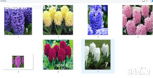 Луковици на Зюмбюл - 7 вида, снимка 7 - Разсади - 51456505