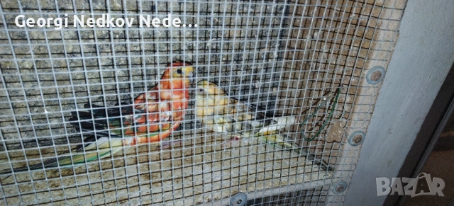 Продавам пойни папагали , снимка 2 - Папагали - 53405892