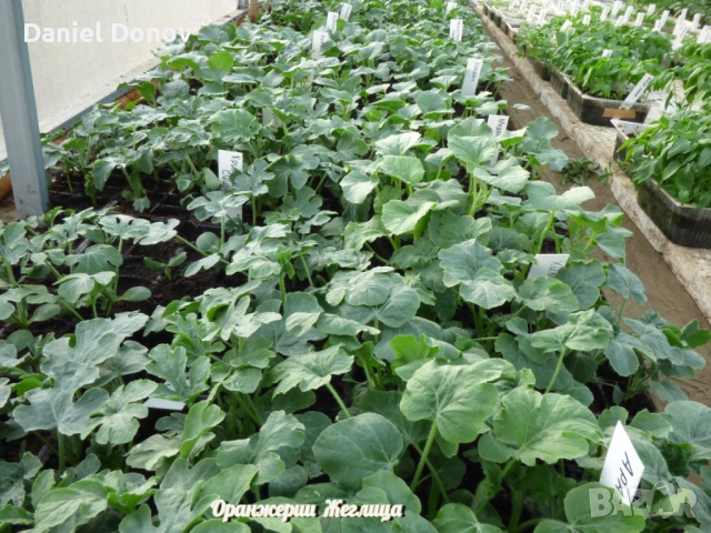 КАТАЛОГ РАЗСАДИ ПРОЛЕТ-ЛЯТО 2026, снимка 12 - Разсади - 52473586