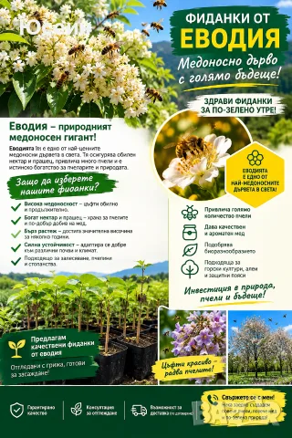 Фиданки от еводия , снимка 2 - Разсади - 56113050