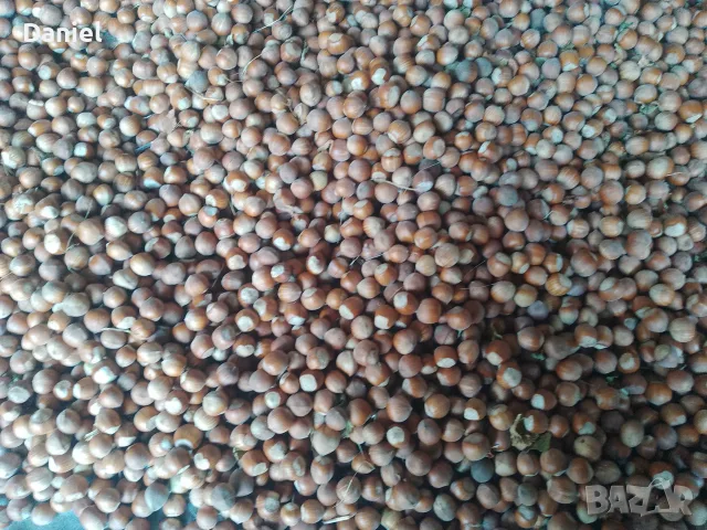 🌰 Пресни лешници, снимка 2 - Домашни продукти - 55801438
