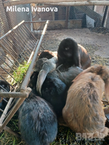 Зайци - порода Кочоват, снимка 2 - Други животни - 53624346