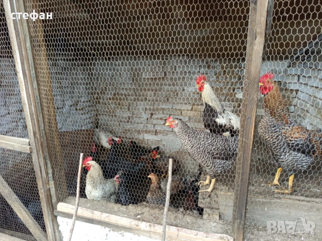 Продавам красиви петлета