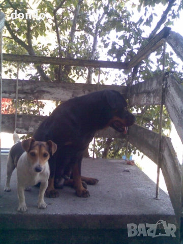 джак  ръсел , снимка 3 - Джак ръсел териер - 53740284