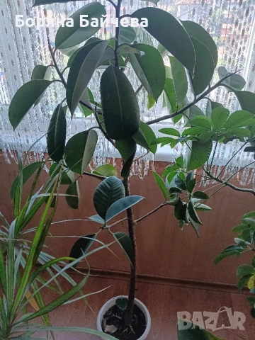 Продавам фикус