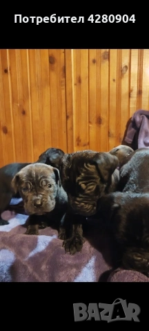 кане корсо бебета, снимка 5 - Кане корсо - 53035265