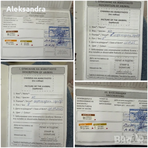 Йоркширски териери, снимка 4 - Йоркширски териер - 53724875