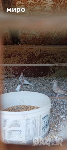 Шарени Диамантени гугутки!, снимка 7 - други­ - 51645799