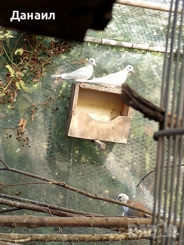 Сенегалски гугутки, снимка 8 - други­ - 51779307