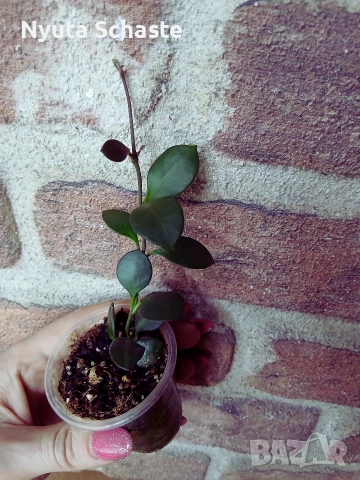 Hoya Carmelae NS 05-244, снимка 2 - Стайни растения - 52641729