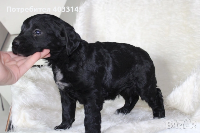 Кученца на един месец  Смеска от Голден ретривър и Бретон шпаньол, снимка 4 - Голдън ретривър - 53162222