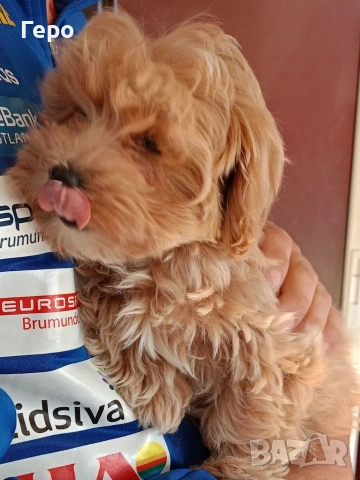 малтипу , снимка 5 - Пудели - 53844465