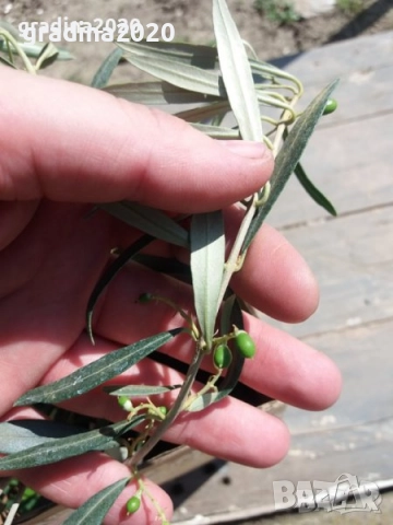 Маслина- Налични 3  сорта  , снимка 8 - Градински цветя и растения - 31773467