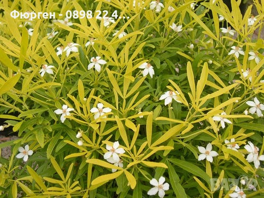 Чойсия (Портокалово цвете) - Choisya Aztec Gold, снимка 3 - Разсади - 51551729