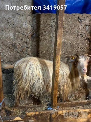 Калоферска коза, снимка 4 - Кози - 53584843