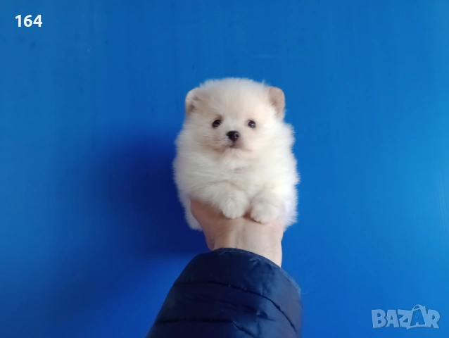 Померан. Мъжко Померанче. Реални снимки от 12.01.26 г., снимка 3 - Померан - 53076524