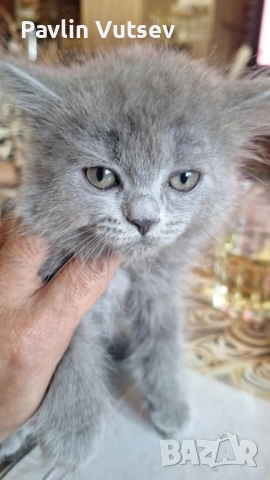 продавам мъжко и женско, снимка 7 - Британска късокосместа - 52323134