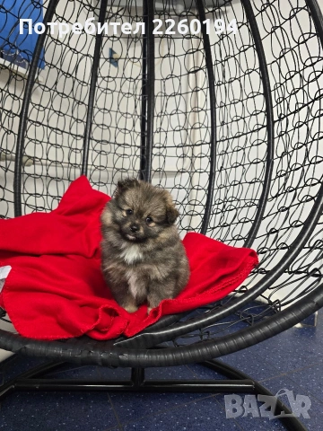 Померан, снимка 4 - Померан - 53430704