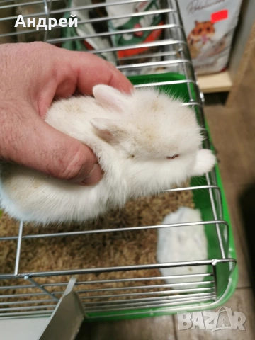 Мини декоративни зайчета , снимка 4 - Декоративни зайчета - 52967563