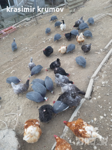 оплодени яйца от токачки , снимка 2 - За птици - 40391838