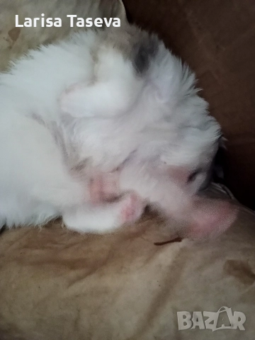 продавам малки померан, снимка 5 - Померан - 52825449