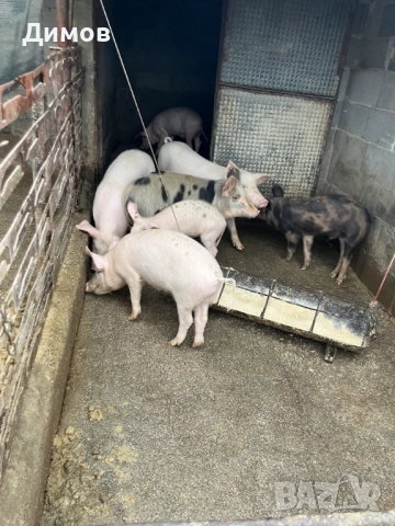 Прасенца , снимка 2 - Прасета - 52976084