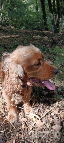 Кучета за трюфели - Обучени, снимка 4 - Кокер шпаньол - 52658653