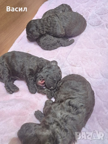 той пудел шоколад , снимка 5 - Пудели - 52939224