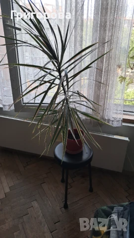 Продавам дарцена, снимка 3 - Стайни растения - 47028618