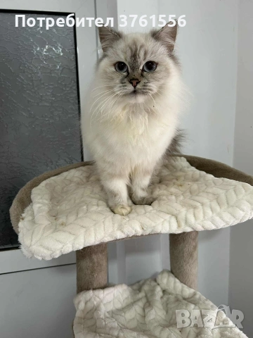 Персийско женско коте , снимка 10 - Персийска - 53438324