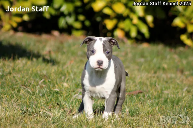 *Американски Стафордшир Териер бебета с FCI родословие- Jordan Staff Kennel*, снимка 7 - Американски стафордширски териер - 28596325
