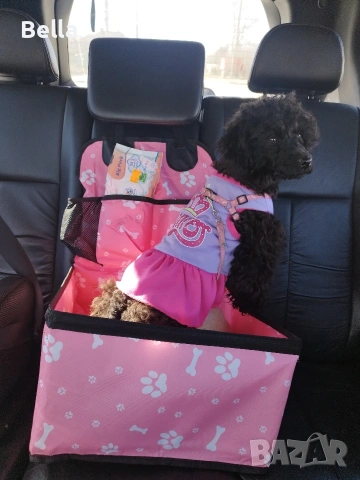 Мини пудел кученце – , снимка 2 - Пудели - 53813226