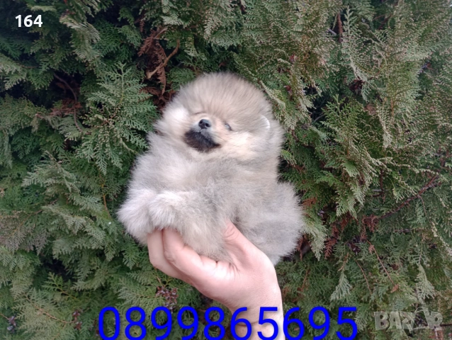 Мъжки Померан. Реални снимки от 05.01.26 г. , снимка 2 - Померан - 53015028